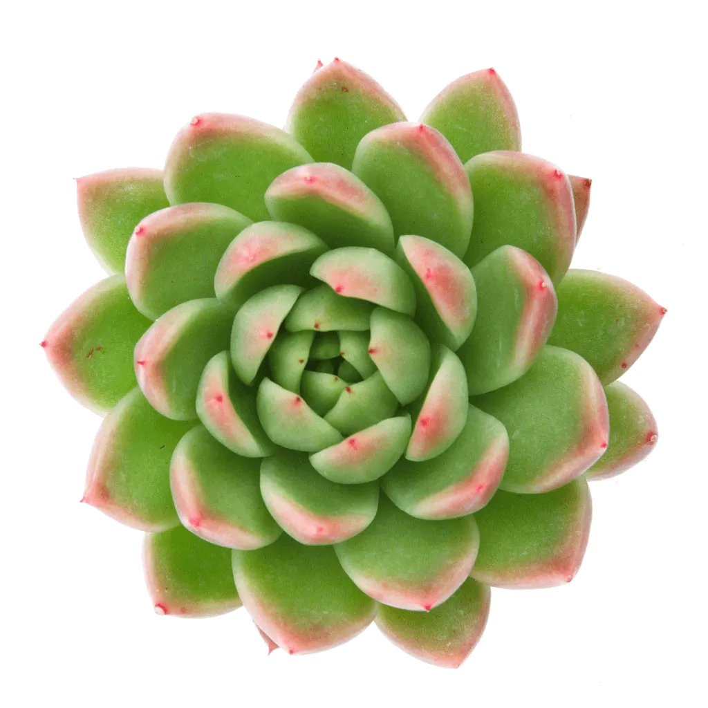 Echeveria agavoides 'Red Tip'