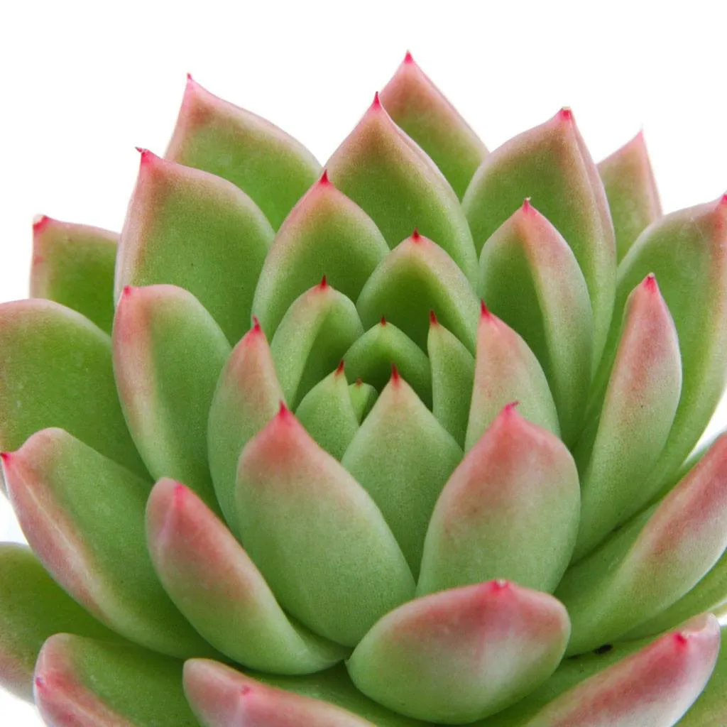 Echeveria agavoides 'Red Tip'