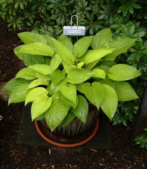 Fire Island Hosta