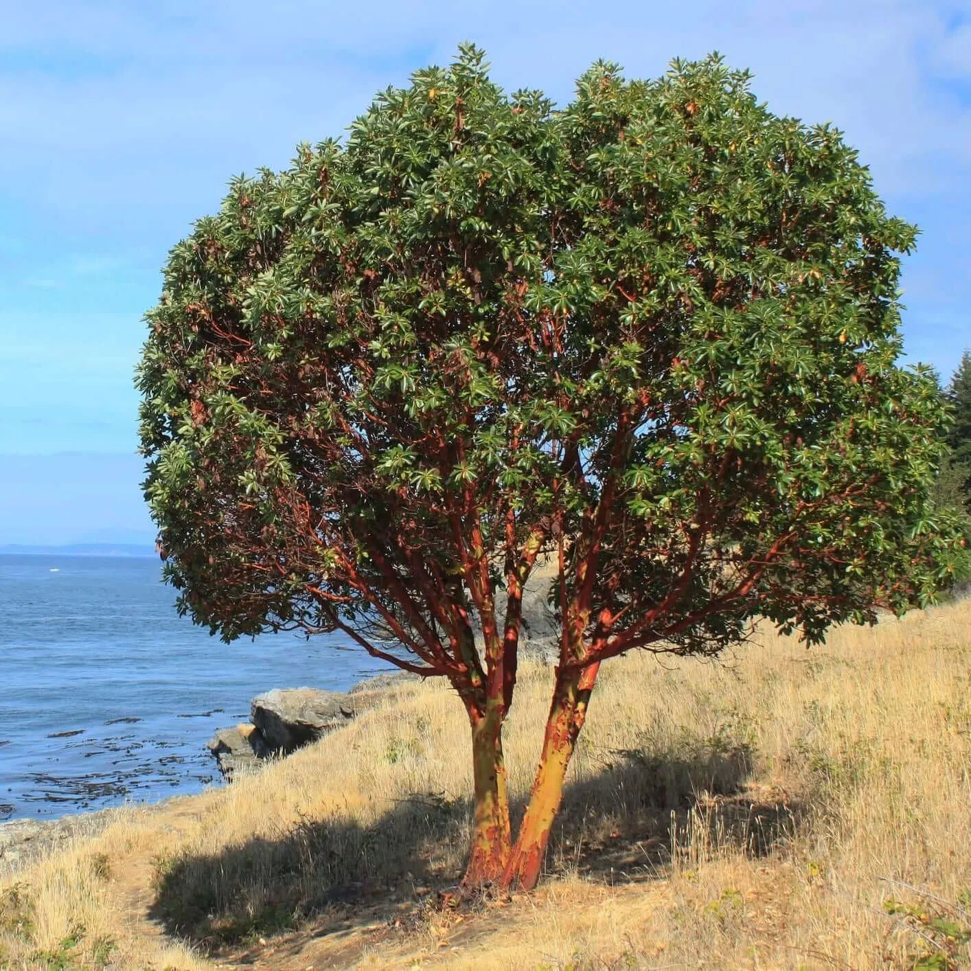 Marina Strawberry Tree Multi