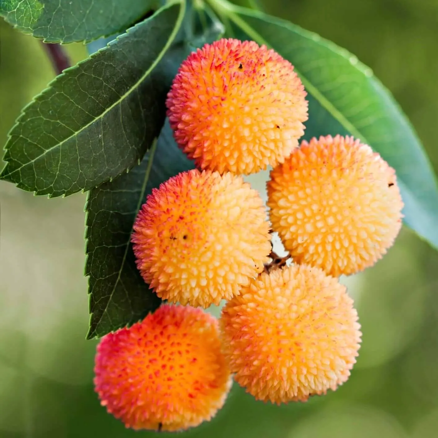 Marina Strawberry Tree Multi