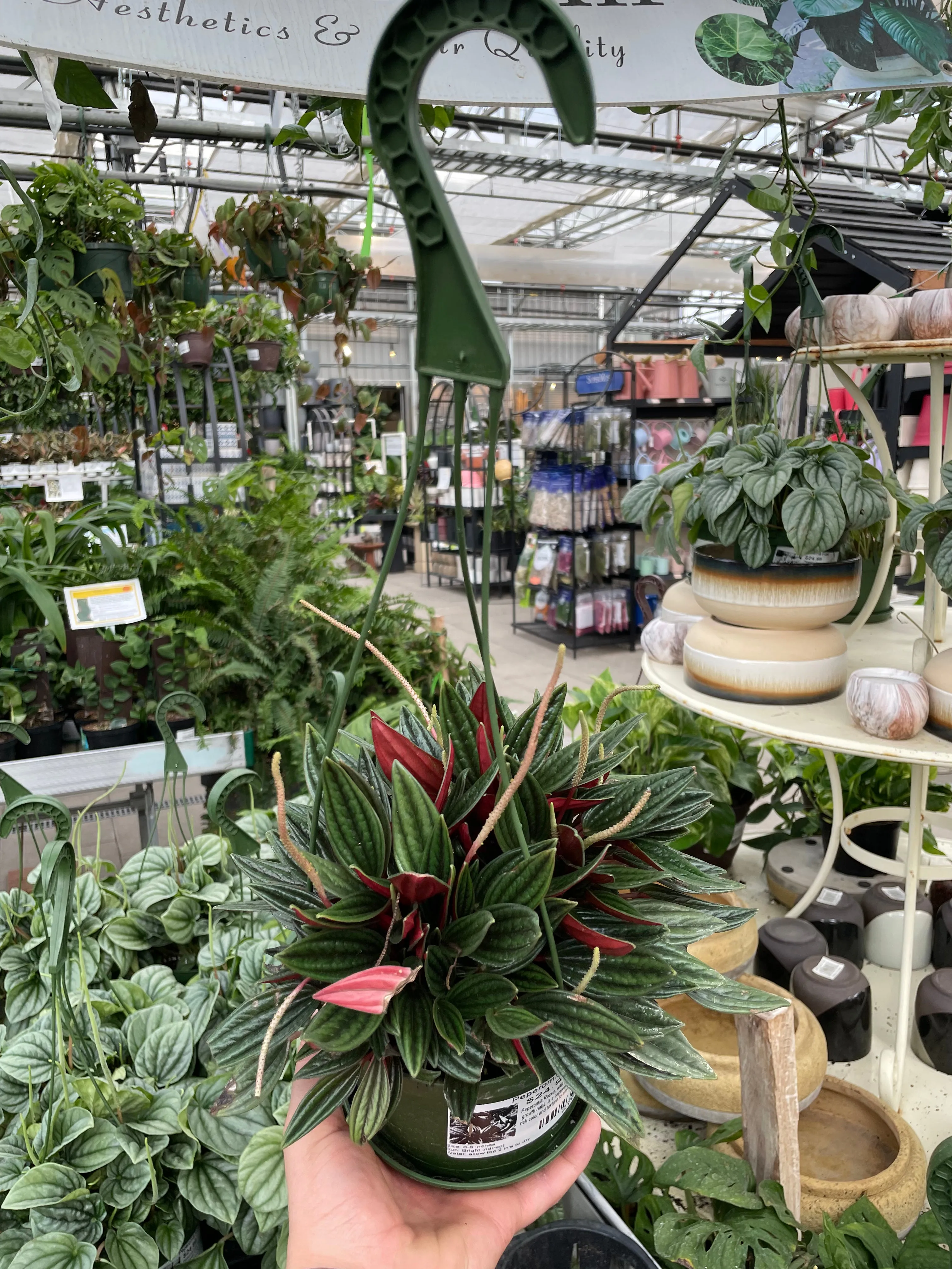 Peperomia Rosso