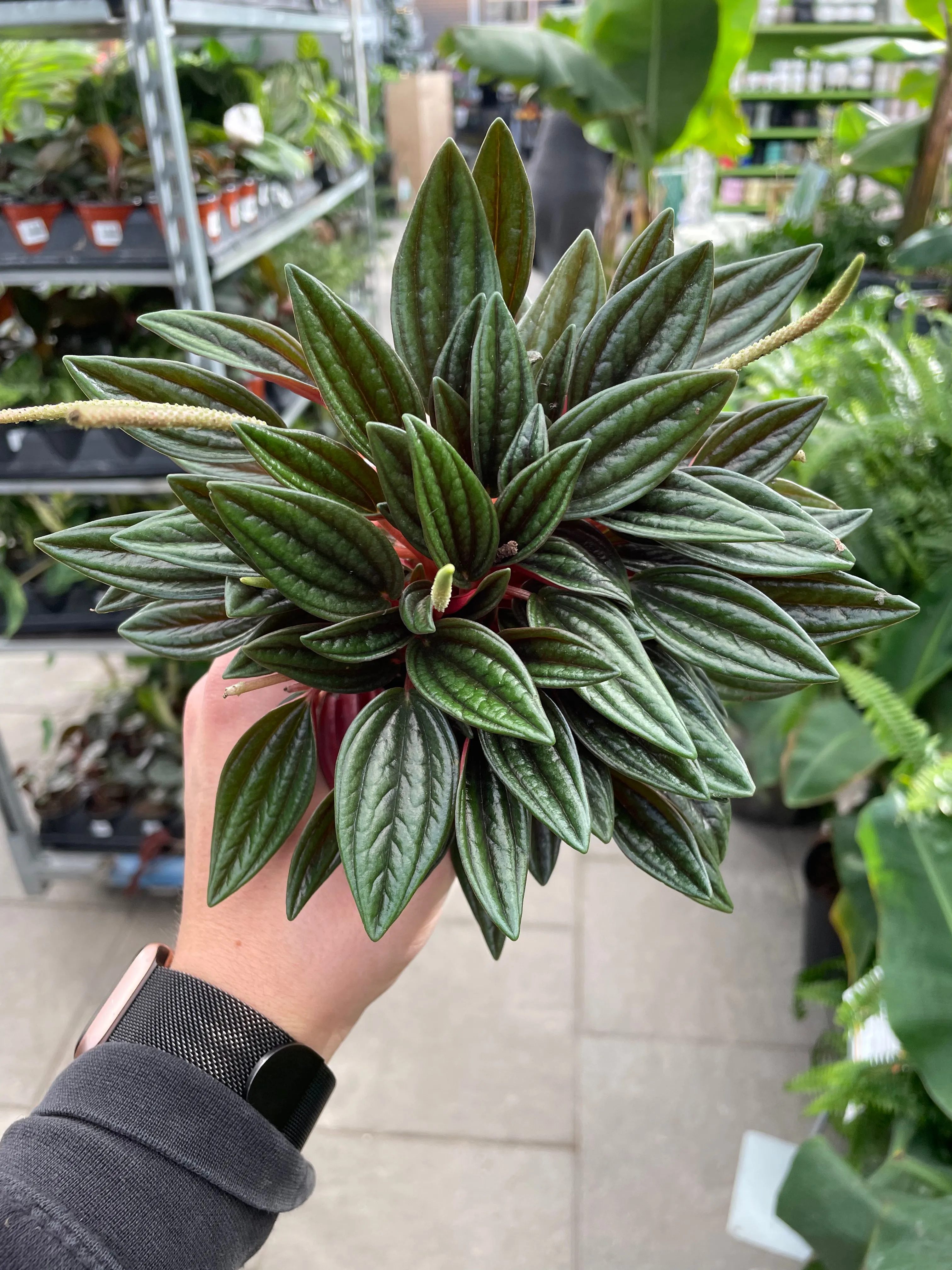 Peperomia Rosso