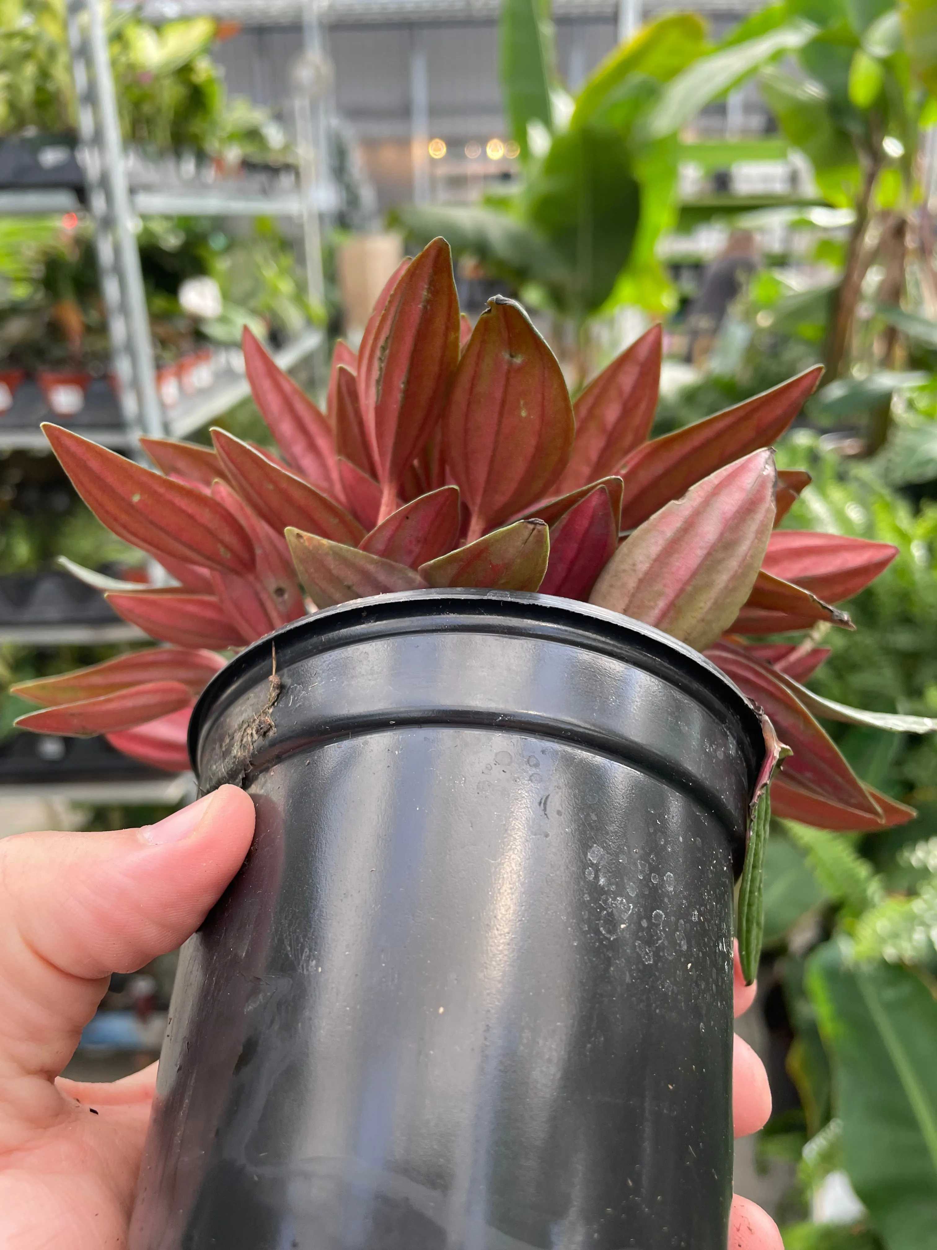 Peperomia Rosso
