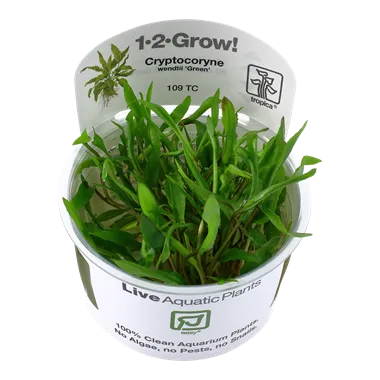 Tropica Cryptocoryne wendtii Green 1-2-Grow