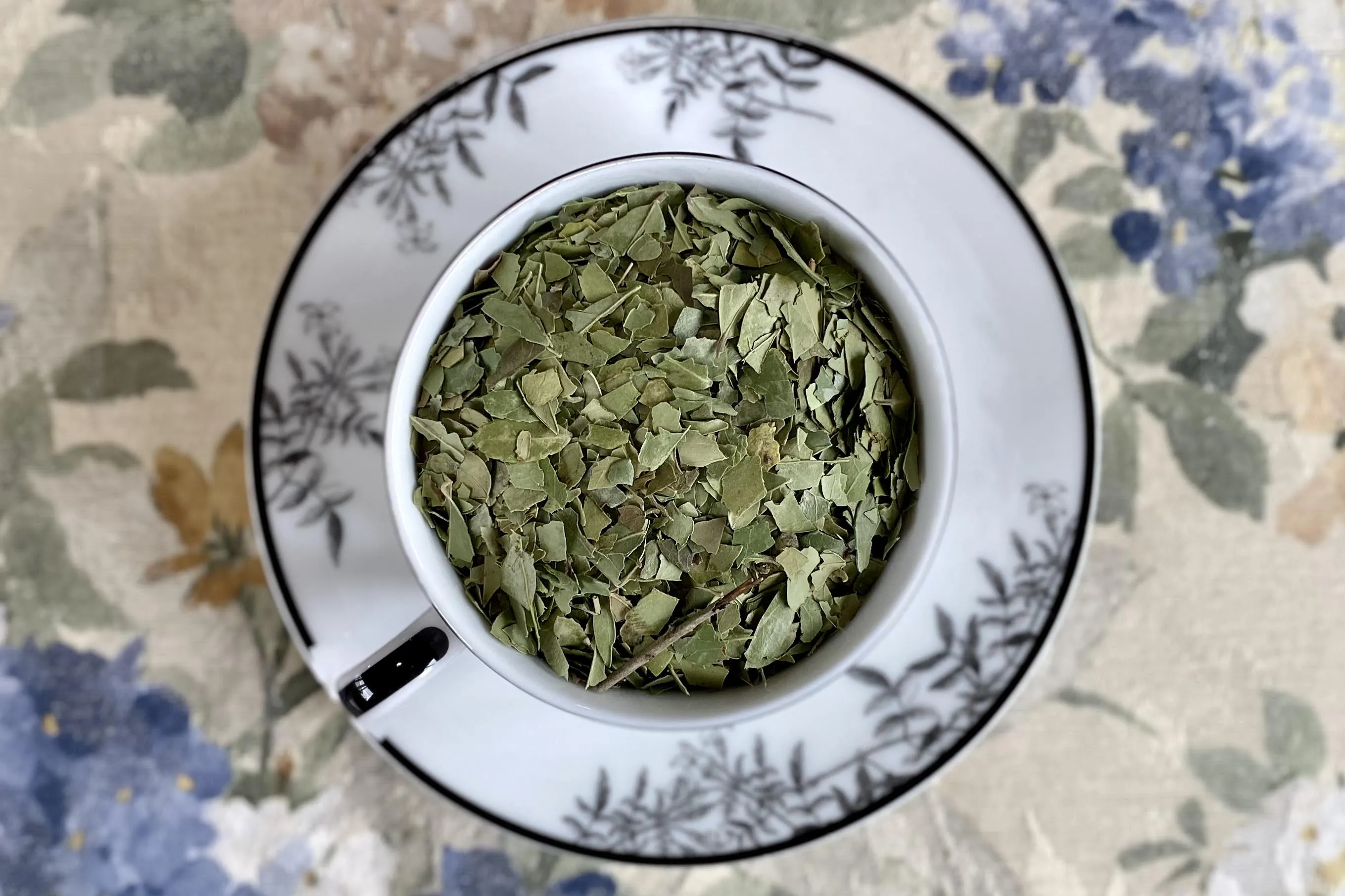 Yaupon Holly - Green